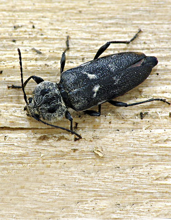 Control y fumigación del bicho taladro